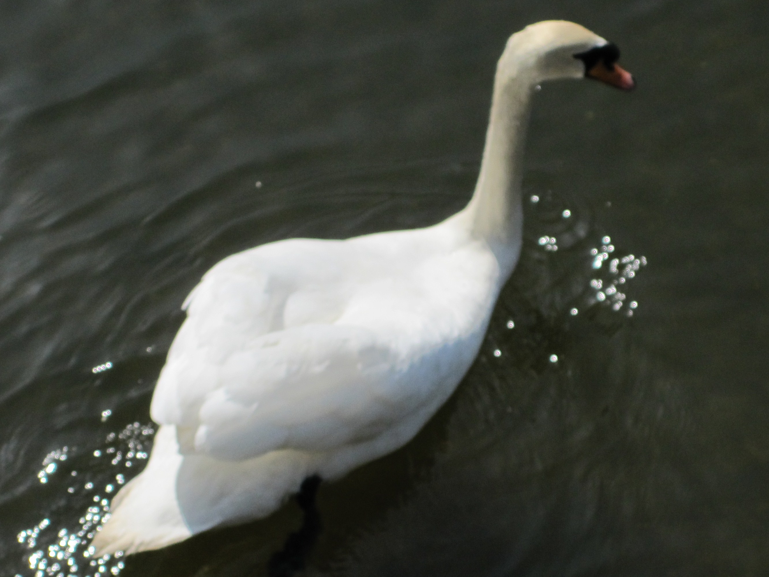 Thames Wildlife: Swans, salmon and… um… a crocodile? – Another Kind Of Mind