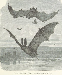 Long-Eared and Daubenton's Bats, 1892