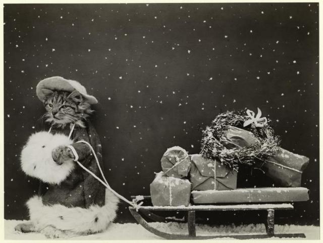 Black and white postcard from 1914 of a small and grumpy tabby cat dressed in a winter coat and muff, pulling a sled piled with presents.
