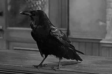 Jimmy_the_raven_in_It's_a_Wonderful_Life_captured